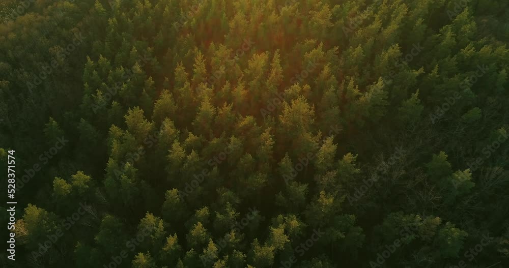 Aerial view. Autumn forest. Drone flyover. Brown canopy of trees from above
