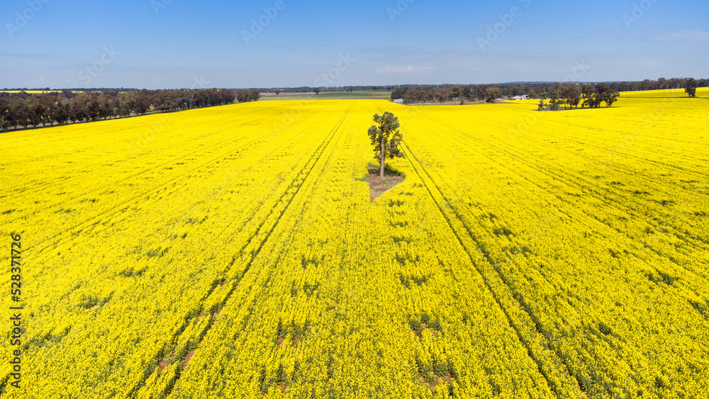 Canola fields near Temora, NSW