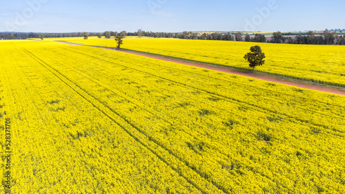 Photos Canola fields near Temora, NSW