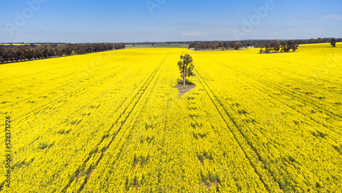 Canola fields near Temora, NSW