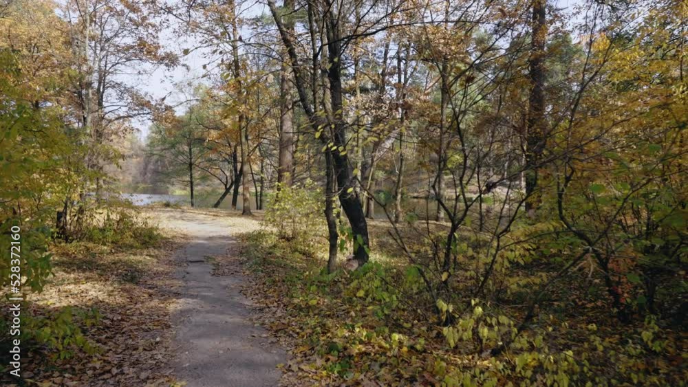 scene of nature in forest autumn season footpath follow to the lake surrounded trees with bright yellow foliage scene of nature in forest autumn season footpath follow to the lake surrounded trees with bright yellow foliage