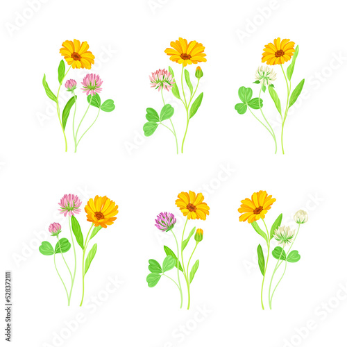 Calendula Plant with Orange Flower Head and Clover on Stem as Meadow Herb Vector Set