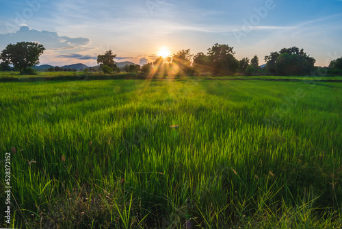 field and sky