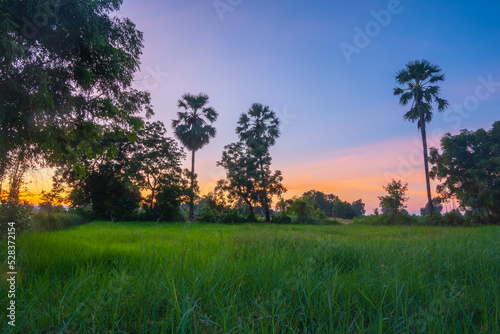 sunset in the forest