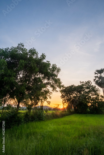 sunset over the field
