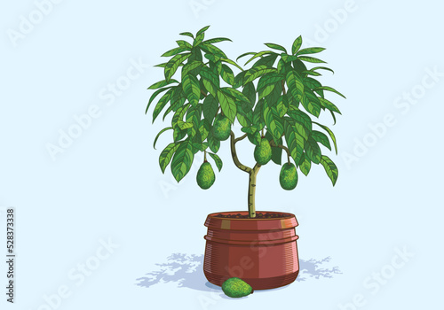 Mature avocado tree with ripe fruits in a large ceramic pot grown at home. Vector illustration concept for home gardening or fruit shop. Drawing for the design of a banner, poster or botanical blog