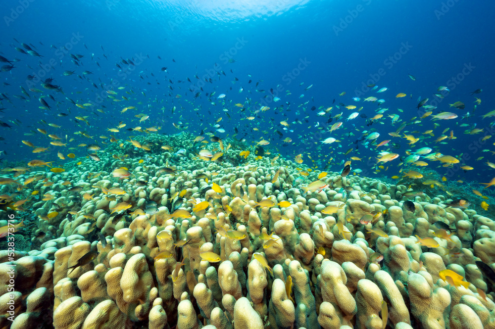 Φωτογραφία Massive hard color colony of Pavona clavus with anthias and damsels hovering, Raja Ampat Indonesia