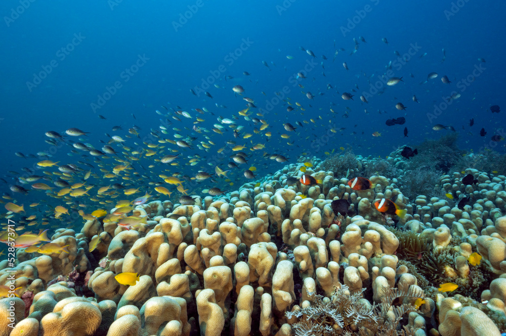 Fototapeta premium Massive hard color colony of Pavona clavus with anthias and damsels hovering, Raja Ampat Indonesia.