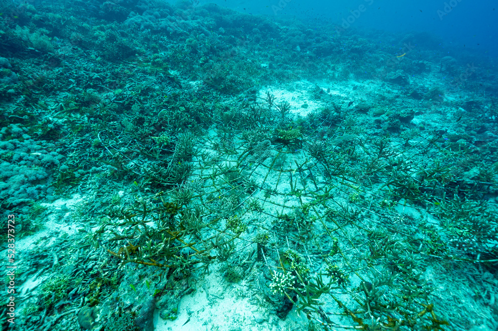 Metal structure designed for coral propogation and restoration. Staghorn corals attached on the structure, Raja Ampat Indnonesia. Metal structure designed for coral propogation and restoration. Staghorn corals attached on the structure, Raja Ampat Indnonesia.