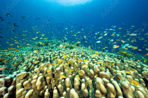 Foto Massive hard color colony of Pavona clavus with anthias and damsels hovering, Raja Ampat Indonesia