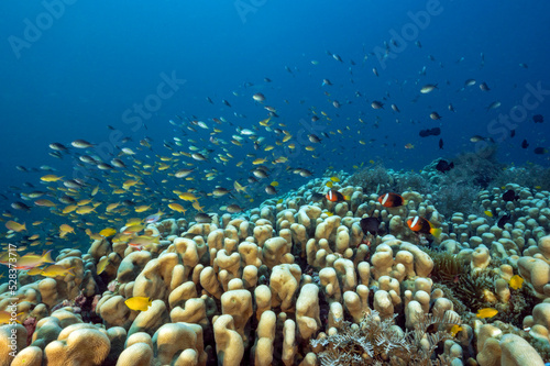 Massive hard color colony of Pavona clavus with anthias and damsels hovering, Raja Ampat Indonesia. photo