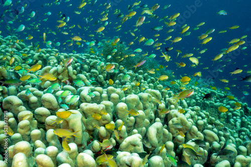 Massive hard color colony of Pavona clavus with anthias and damsels hovering, Raja Ampat Indonesia.