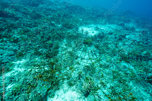 Metal structure designed for coral propogation and restoration. Staghorn corals attached on the structure, Raja Ampat Indnonesia.