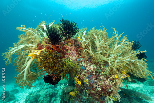 Reef scenic with soft corals and crinoids  Raja Ampat Indonesia.