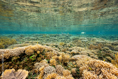 Reef scenic with pristine staghorn corals Raja Ampat Indonesia.