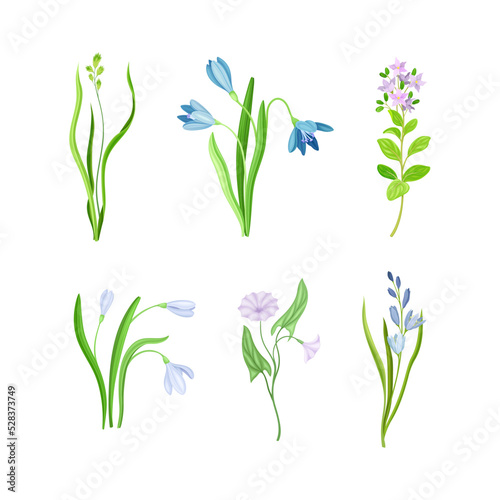 Fototapeta Naklejka Na Ścianę i Meble -  Violet Flowers or Blossom on Leafy Stalk or Stem Vector Set