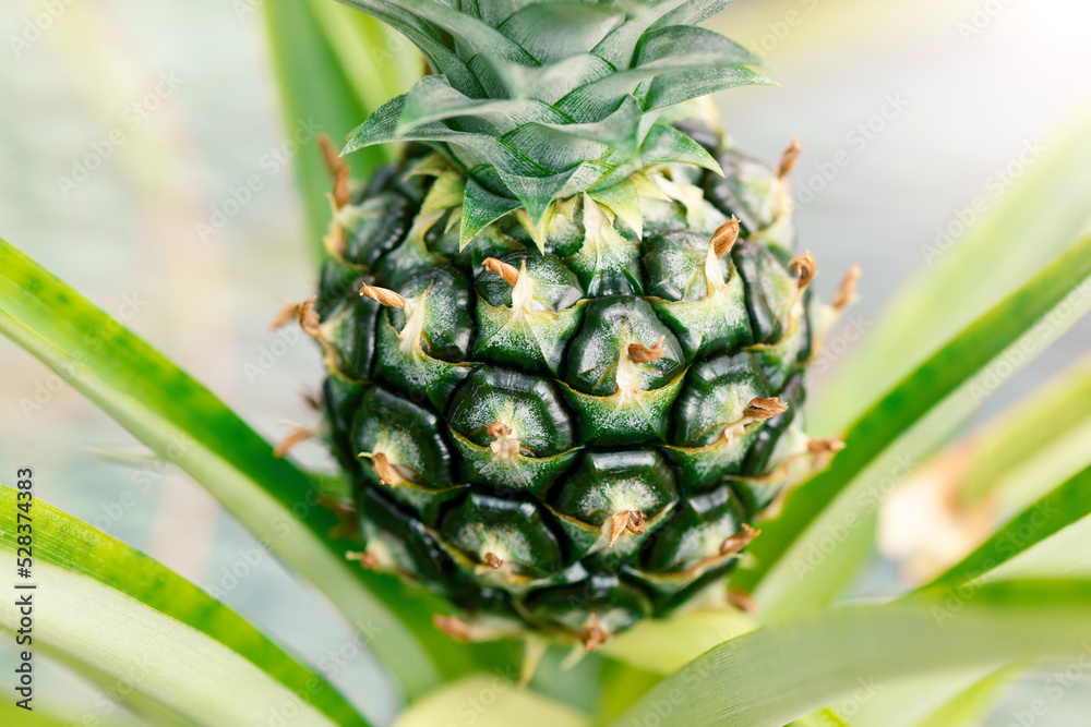 パイナップルの栽培