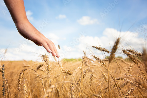 Wheat sprouts field. Young woman on cereal field touching ripe wheat spikelets by hand. Harvest and gold food agriculture concept