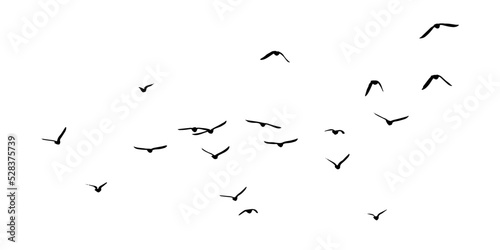 Valokuva A flock of flying birds. Free birds. Vector illustration