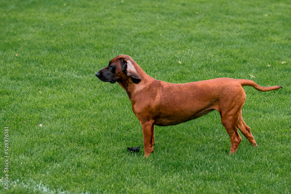 Side view of a medium size brown dog with short hair on a green grass in a park. Animal care.