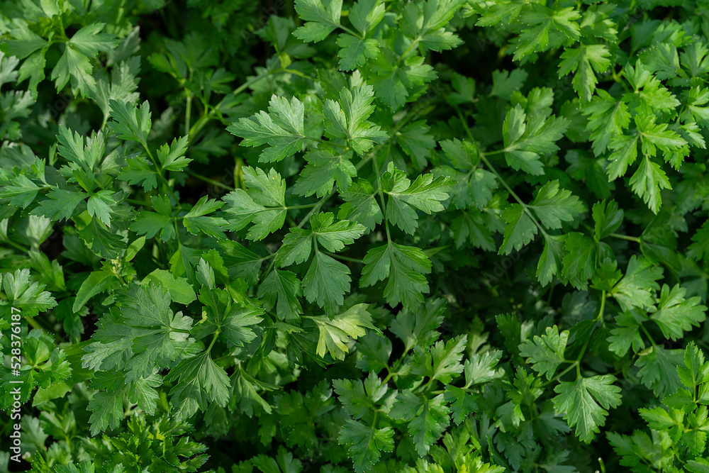 Parsley grows in the garden. Harvesting in the fall from your own garden. High quality photo Parsley grows in the garden. Harvesting in the fall from your own garden. High quality photo