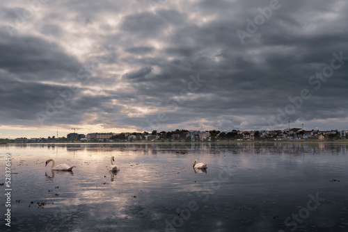 Flock of swans in a lake. Dark sunset sky reflects in lake surface creates dark and moody atmosphere Town buildings in the background..