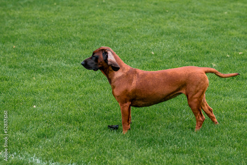 Side view of a medium size brown dog with short hair on a green grass in a park. Animal care.