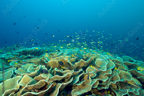 Reef scenic with massive foliose hard corals, Raja Ampat Indonesia.