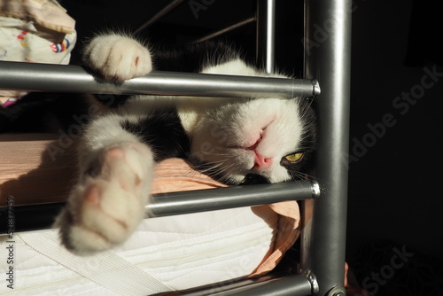 A black and white cat sleeps on the second floor of a bunk bed. Half-open yellow eyes and mouth, paws extended forward. Relaxed state of the animal. Consequences of anesthesia in pets. Claw game photo