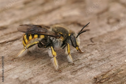 Closeup on a male European common carder bee, Anthidium manicatum sitting on wood photo