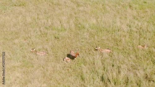 High angle view of nyala antelope (Tragelaphus angasii) herd
in a yellowed field photo