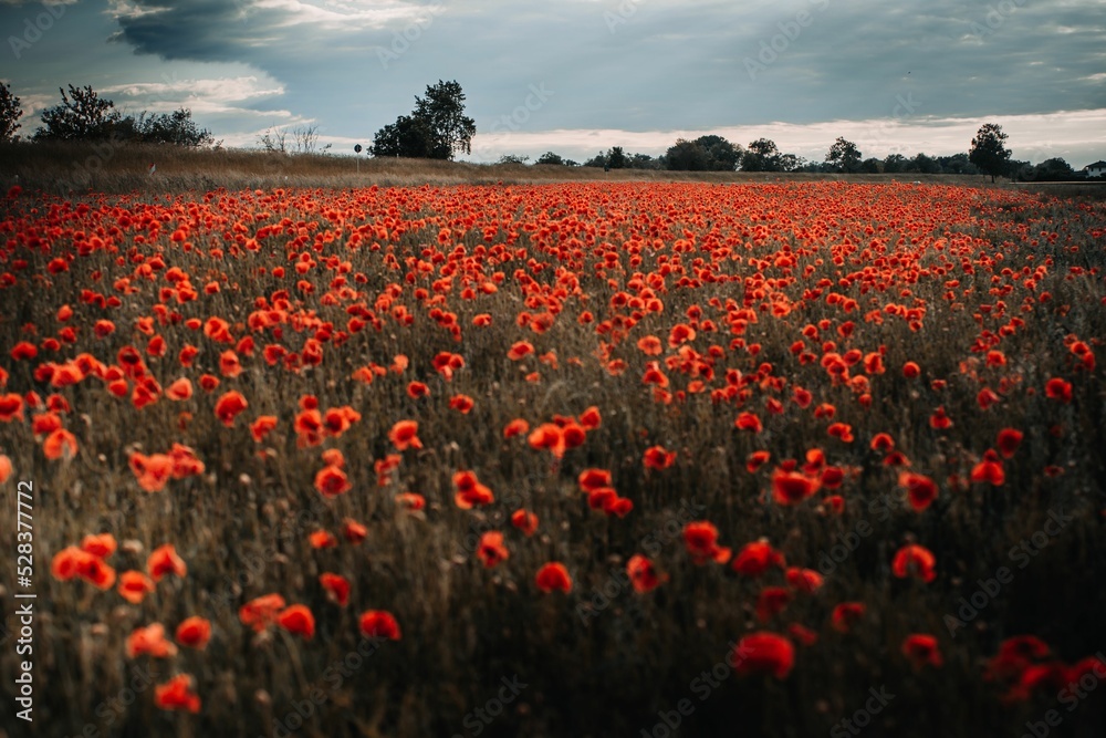 Beautiful meadow with red poppies