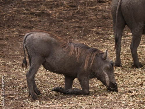 Common warthog in Senegal