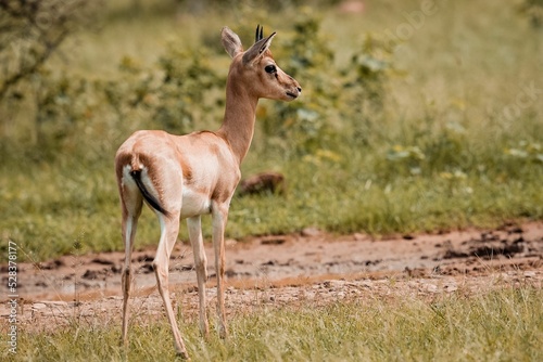 Dorcas gazelle in the savanna. Gazella dorcas. photo