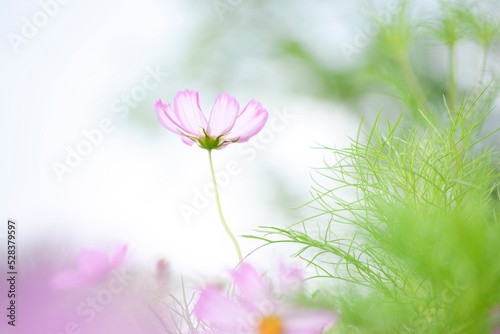 一輪の花