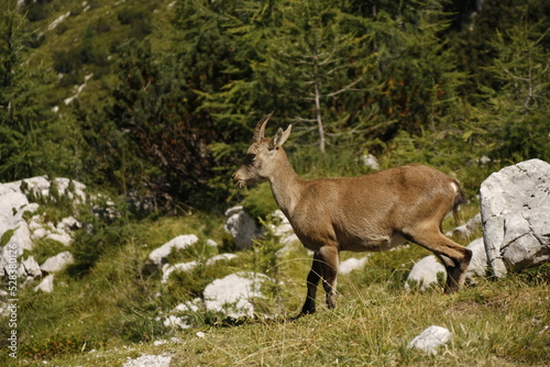 Cima Cacciatore