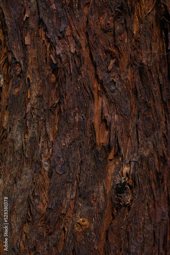 Texture on a tree bark