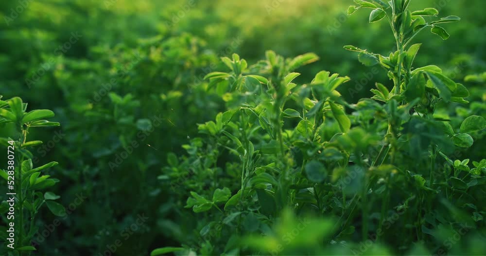 Green plant leaves. Lucerne forage crop. Sunrise summer nature. Defocused organic alfalfa grass growing in sunlight on meadow field background. Green plant leaves. Lucerne forage crop. Sunrise summer nature. Defocused organic alfalfa grass growing in sunlight on meadow field background.