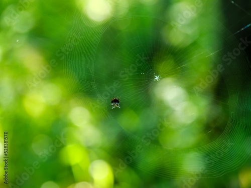 Spined Micrathena Spider photo