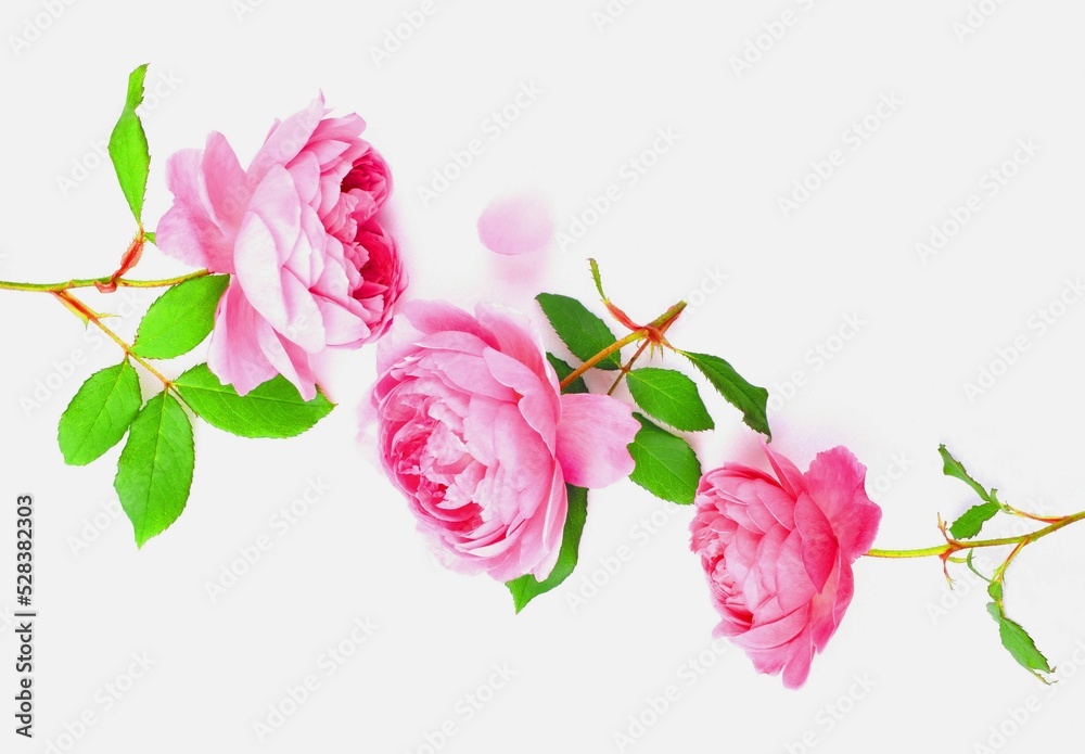 白背景に美しいピンクの薔薇の花