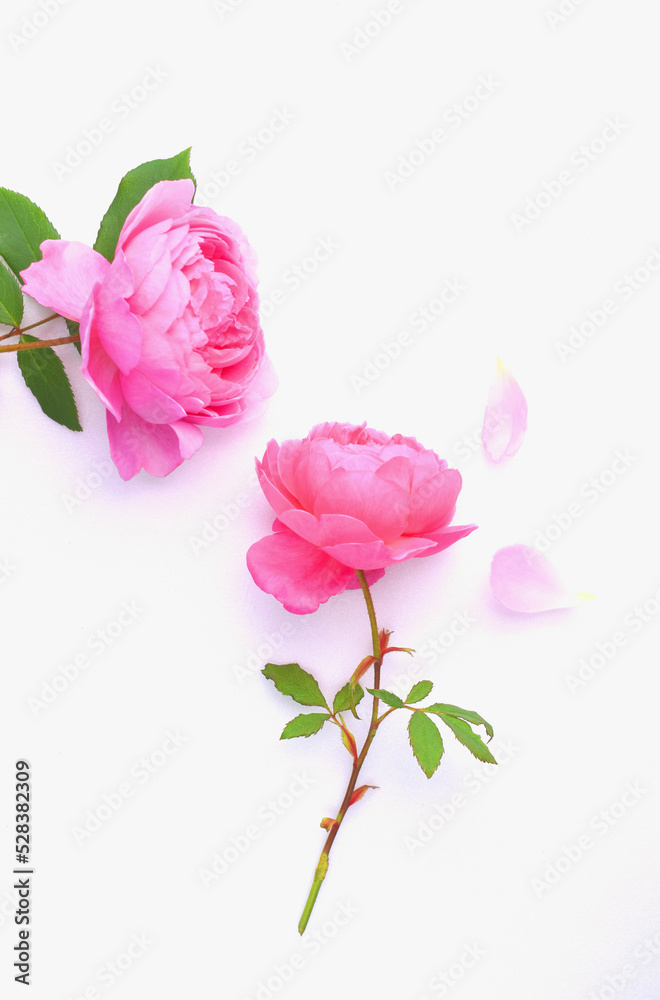 白背景に美しいピンクの薔薇の花 白背景に美しいピンクの薔薇の花
