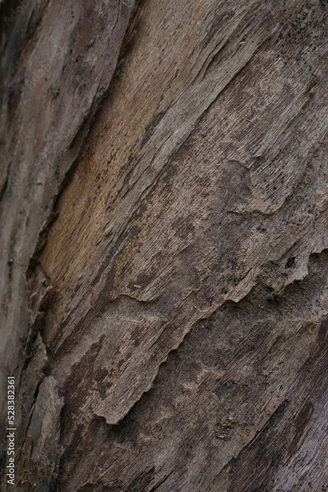 Texture on a tree bark Texture on a tree bark