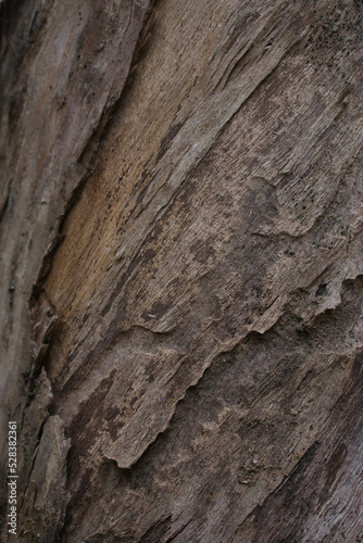 Texture on a tree bark
