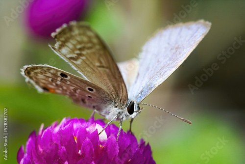 chilades pandava butterfly close up macro premium photo photo