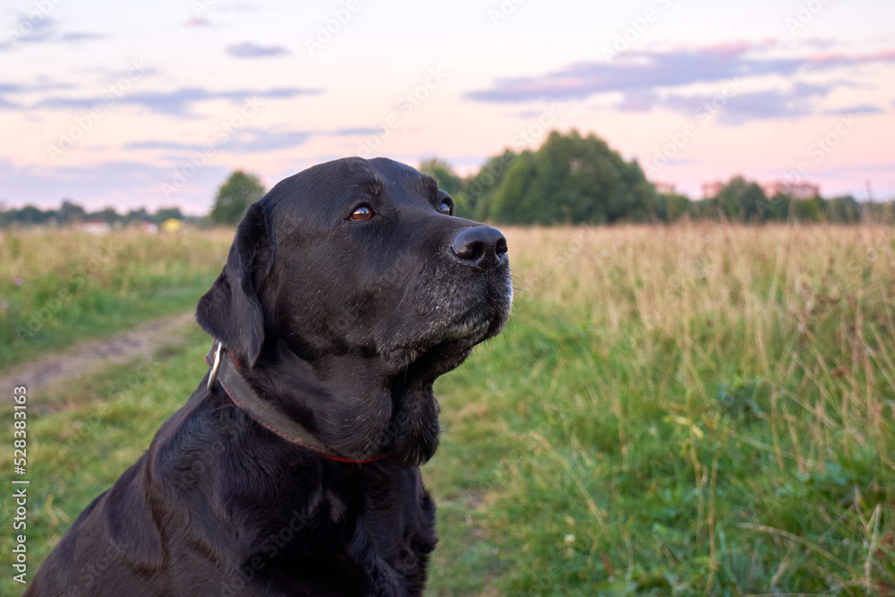 Portrait of a black labrador. Beautiful black labrador retriever on a walk in the field