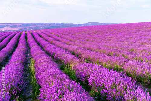 Lavender field rows in summer on sunset