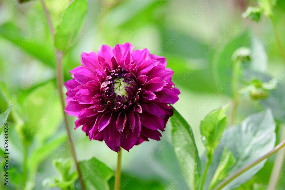 Obraz premium purple dahlia flowers on a sunny day in summer