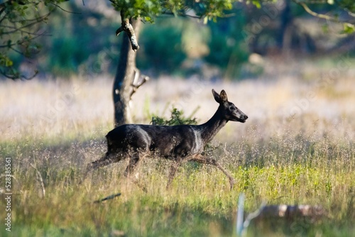 Cute deer running in its natural habitat photo