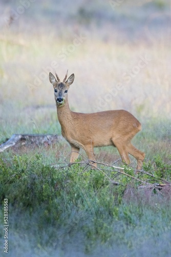 Vertical shot of a cute deer in its natural habitat photo