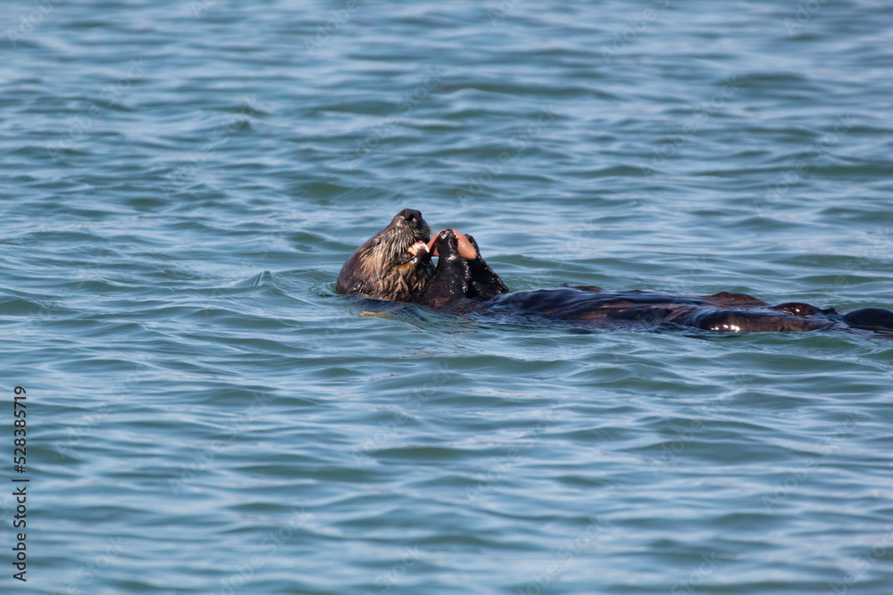 Fototapeta premium A sea otter eating a snack